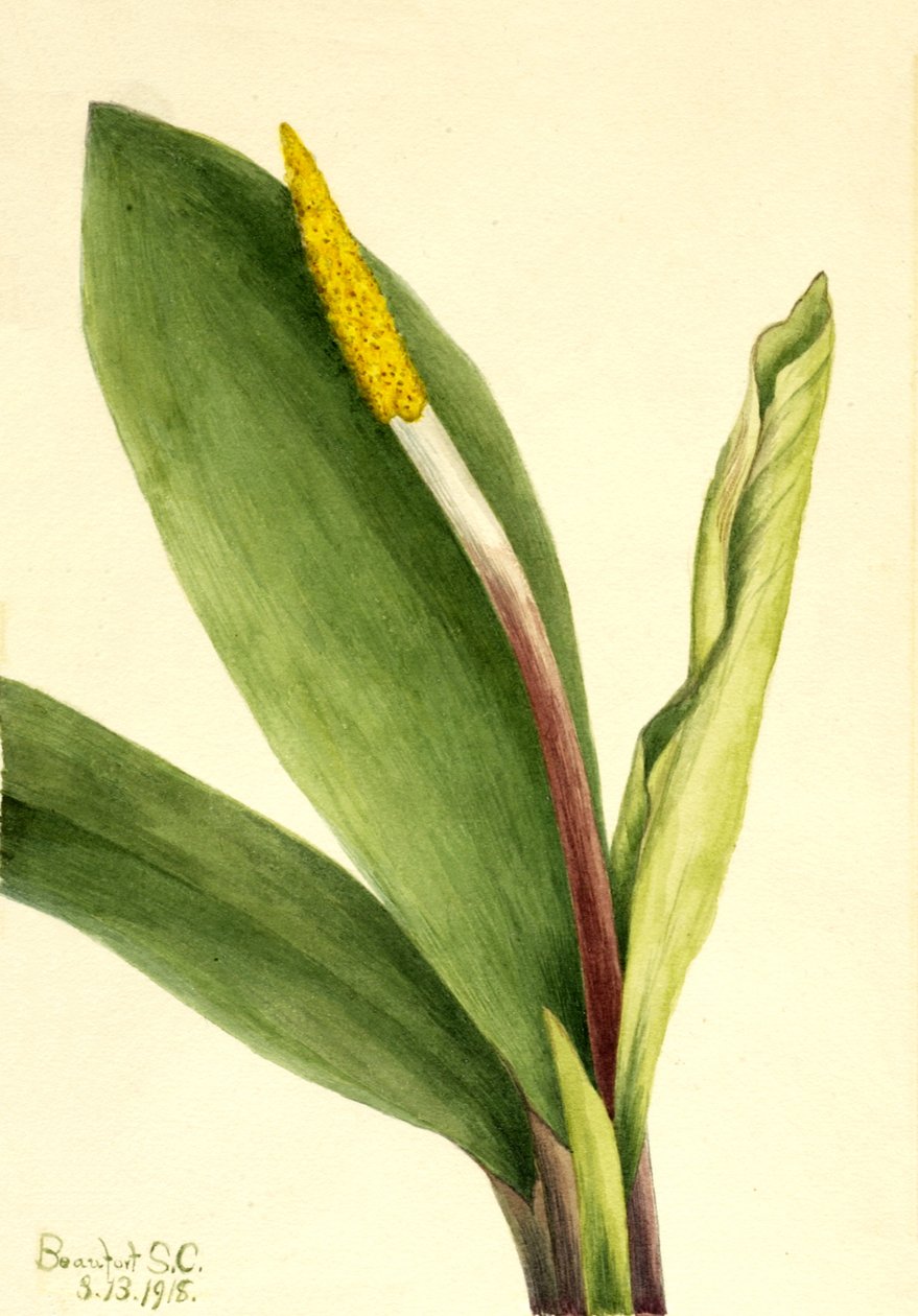 Goldenclub Orontium aquaticum, 1918. af Mary Vaux Walcott