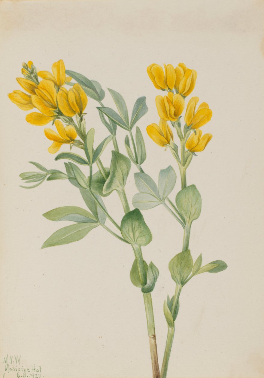 Guldært (Thermopsis rhombifolia) af Mary Vaux Walcott