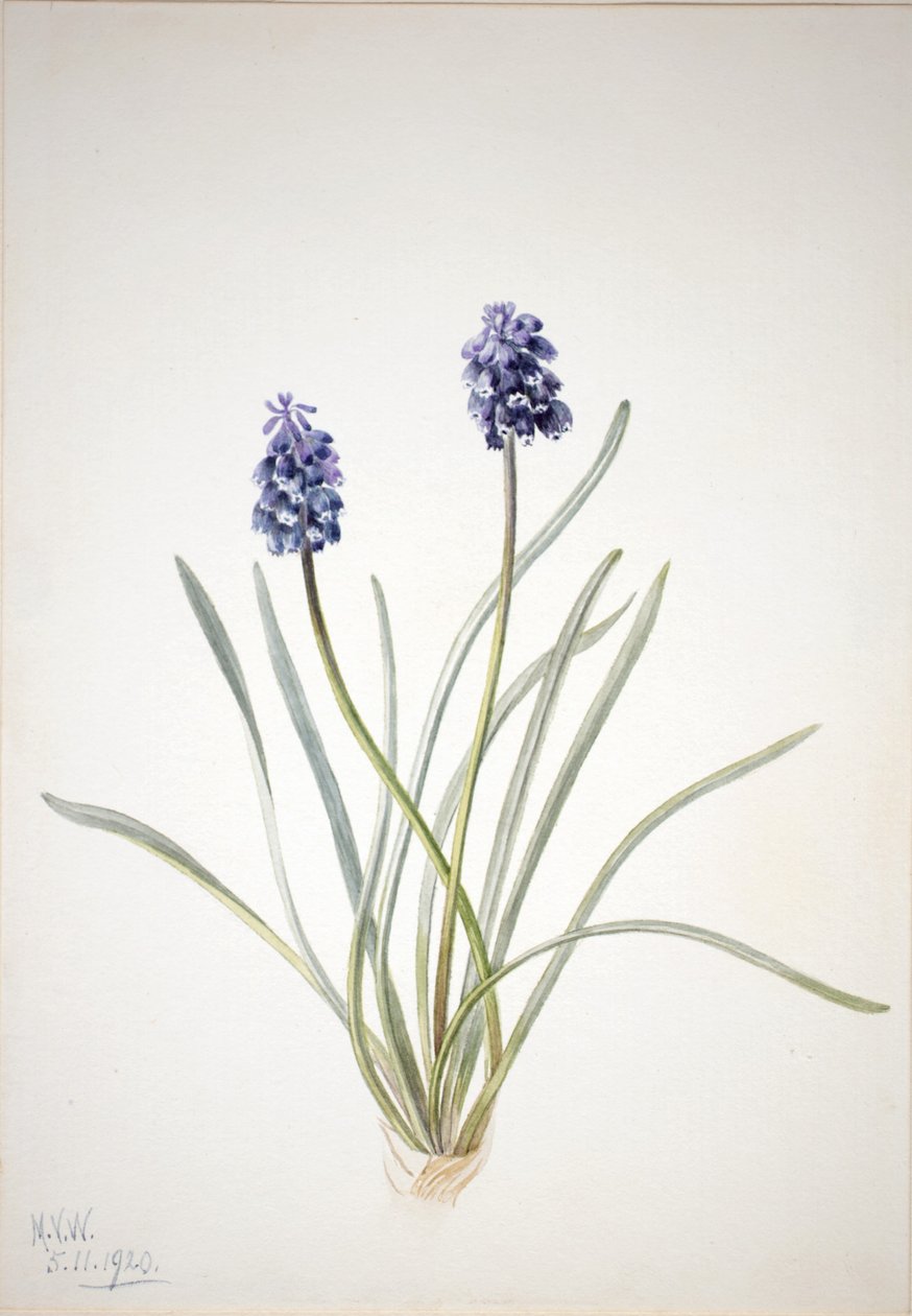 Druehyacint (Muscari racemosum) af Mary Vaux Walcott