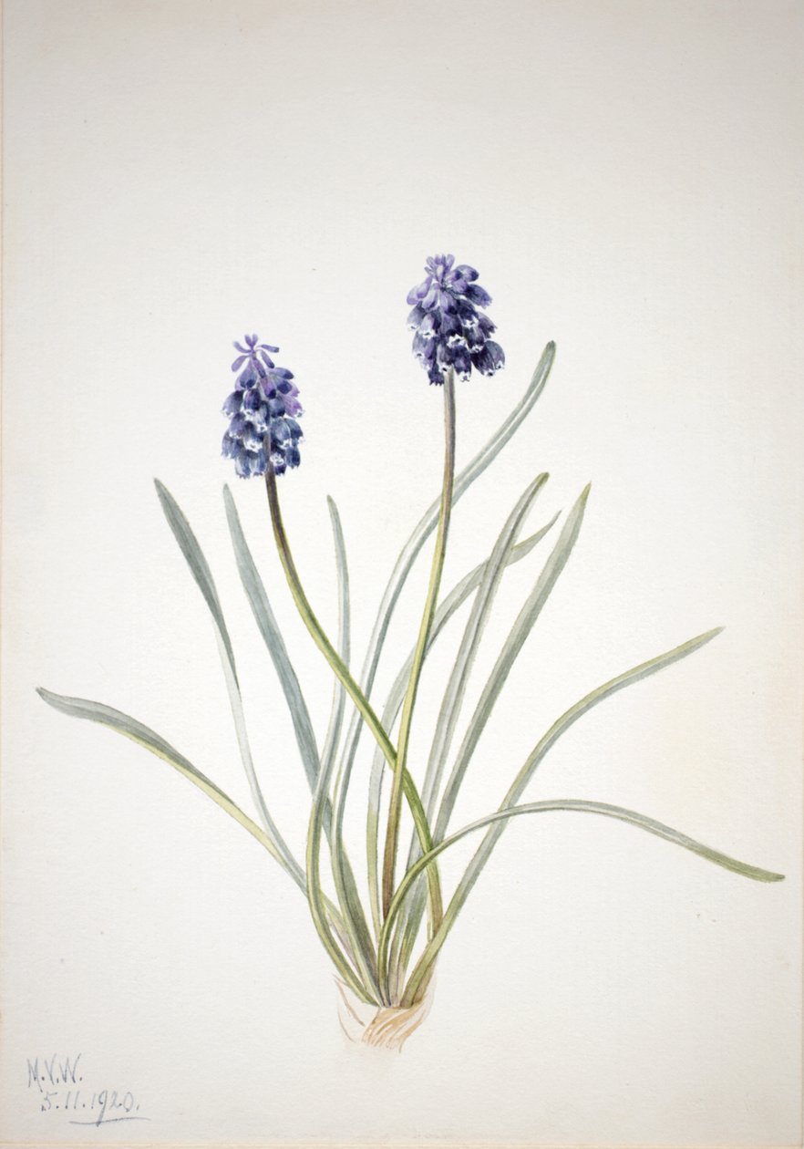 Drue Hyacinth Muscari racemosum, 1920. af Mary Vaux Walcott