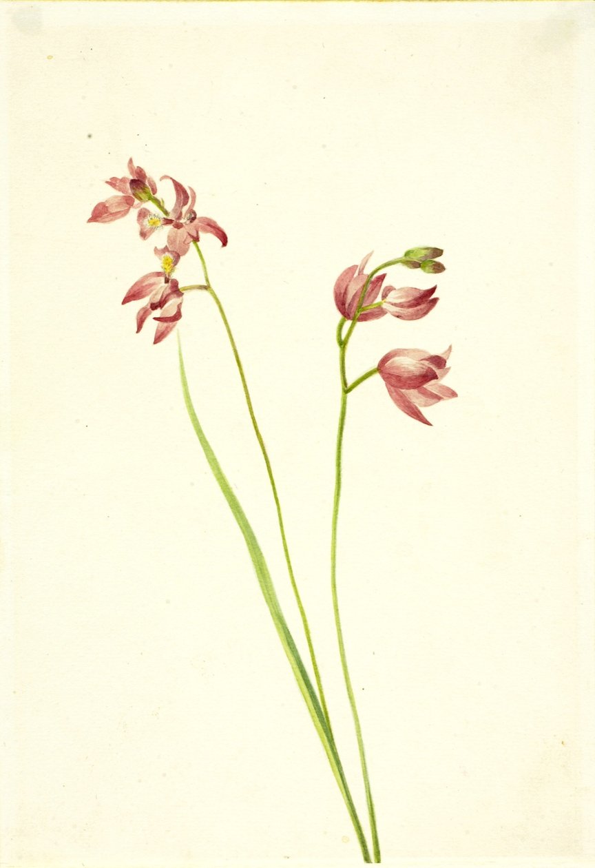 Græs-rosa orkidé (Limodorum tuberosum) af Mary Vaux Walcott