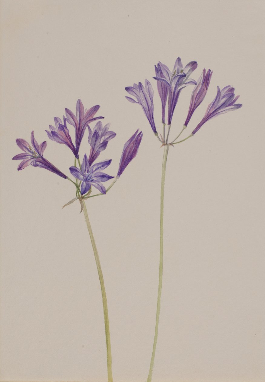 Græsnød Brodiaea laxa, 1933. af Mary Vaux Walcott