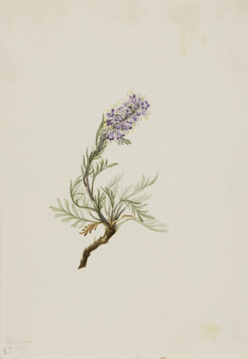 Grå phacelia (Phacelia sericea) af Mary Vaux Walcott