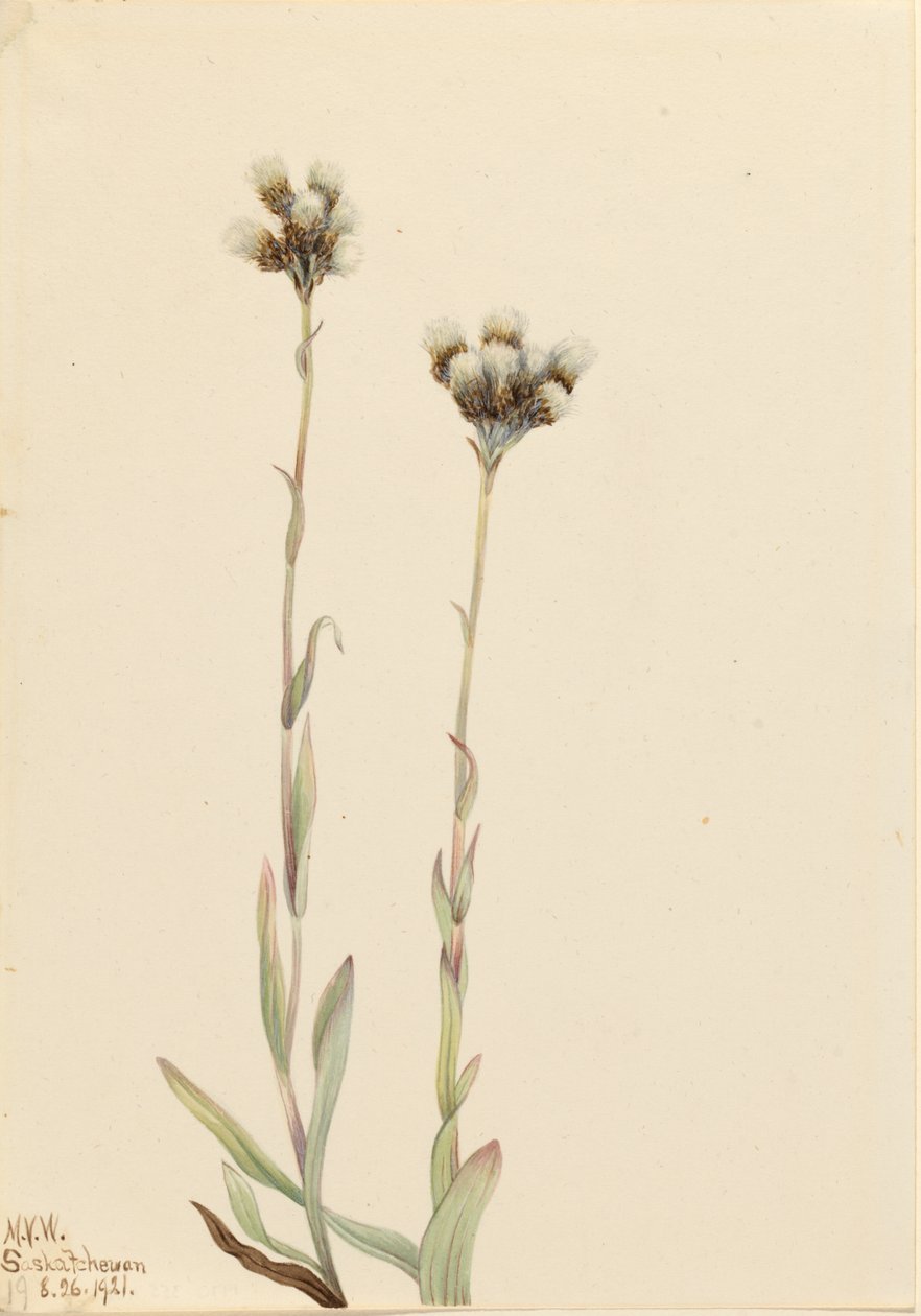 Grå kussetøj (Antennaria howellii) af Mary Vaux Walcott