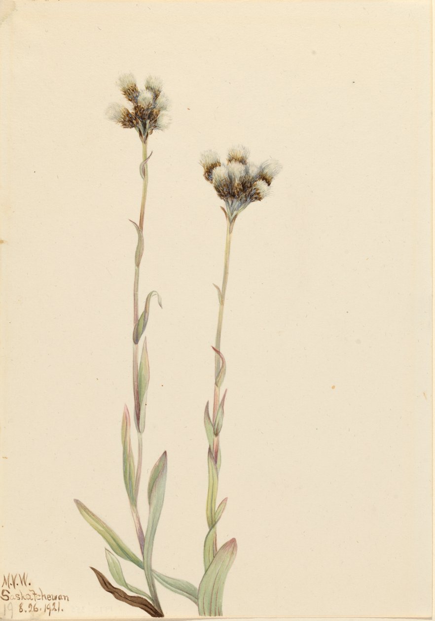 Grey Pussytoes Antennaria howellii, 1921. af Mary Vaux Walcott