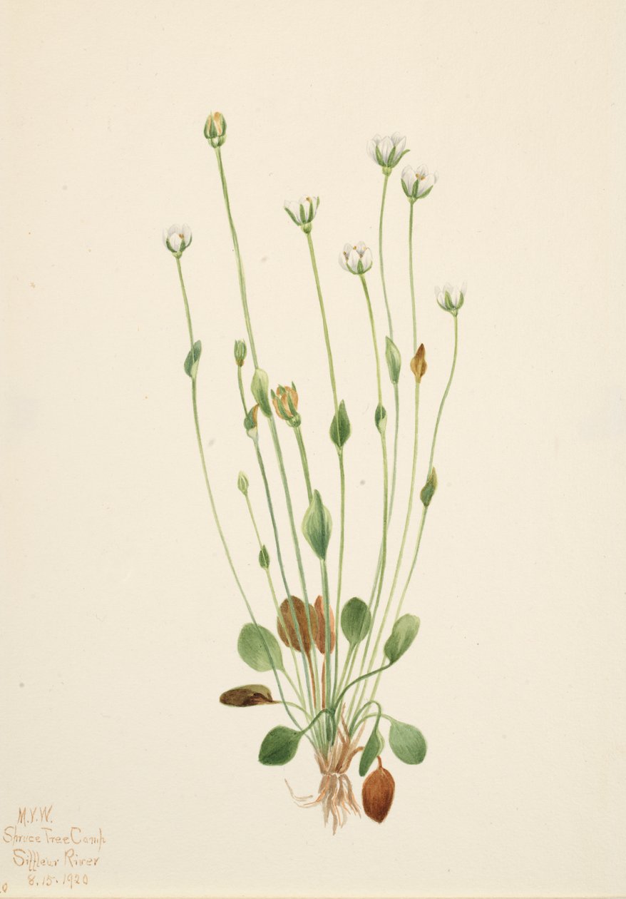 Grå bynkeurt Senecio canus, 1920. af Mary Vaux Walcott
