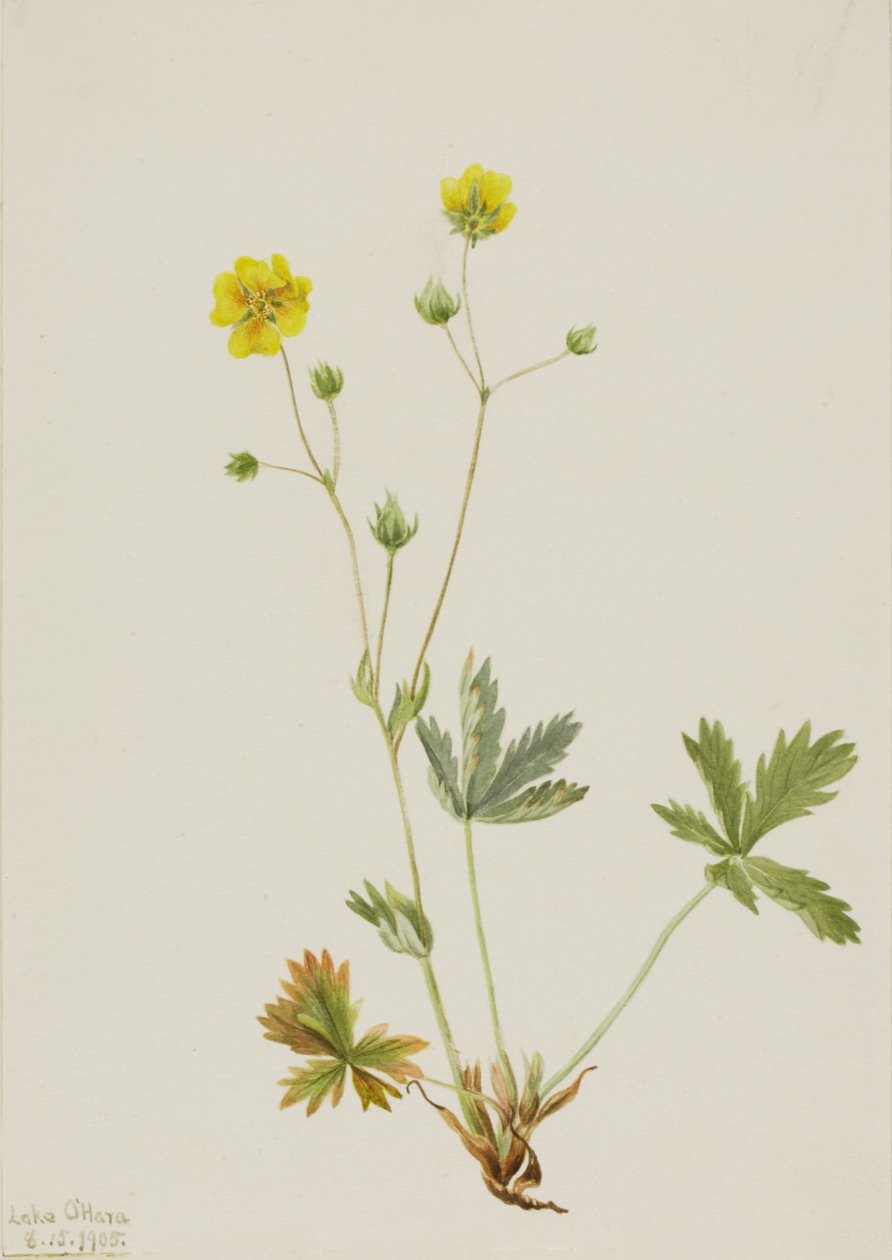 Grayleaf Fivefinger Potentilla glaucophylla, 1905. af Mary Vaux Walcott
