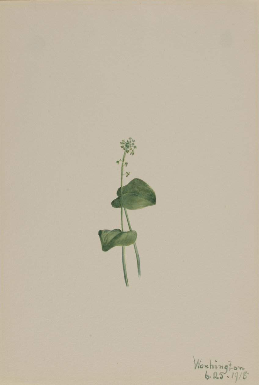 Grøn hugormemund (Malaxis unifolia) af Mary Vaux Walcott