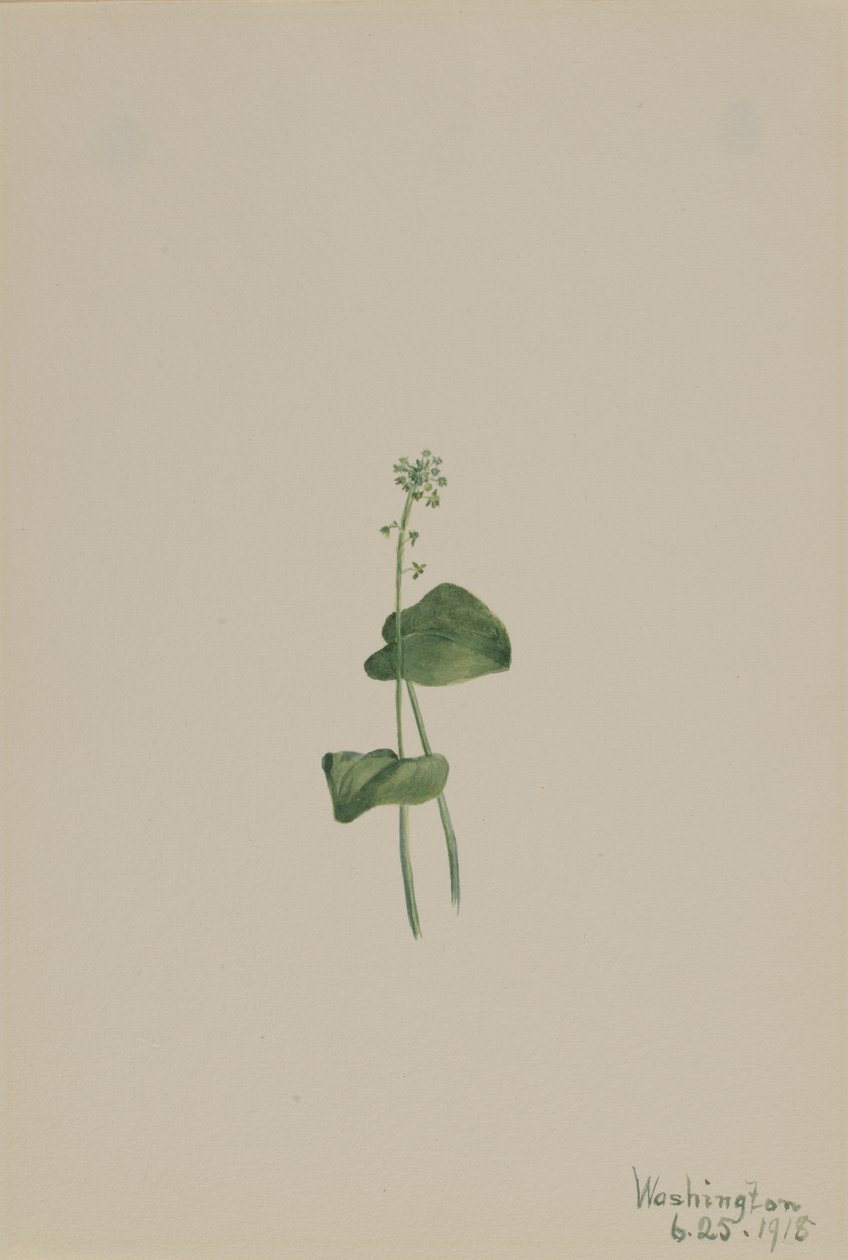 Grøn hugormemund Malaxis unifolia, af Mary Vaux Walcott