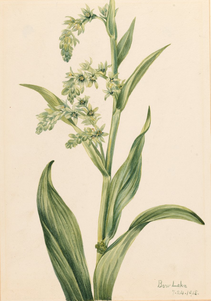Grøn bjørnekål (Veratrum viride) af Mary Vaux Walcott