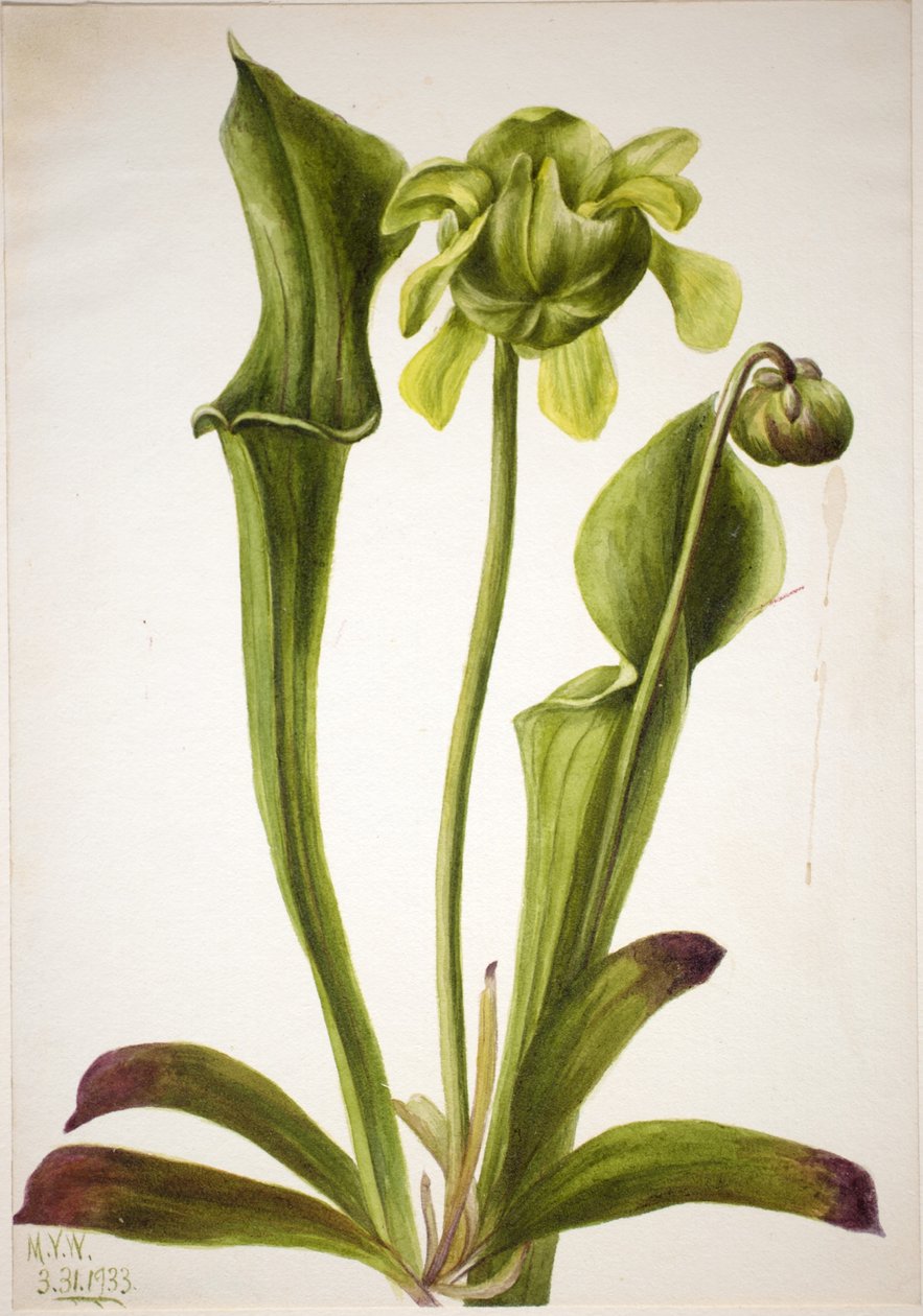 Grøn kandebærerplante (Sarracenia orephila) af Mary Vaux Walcott