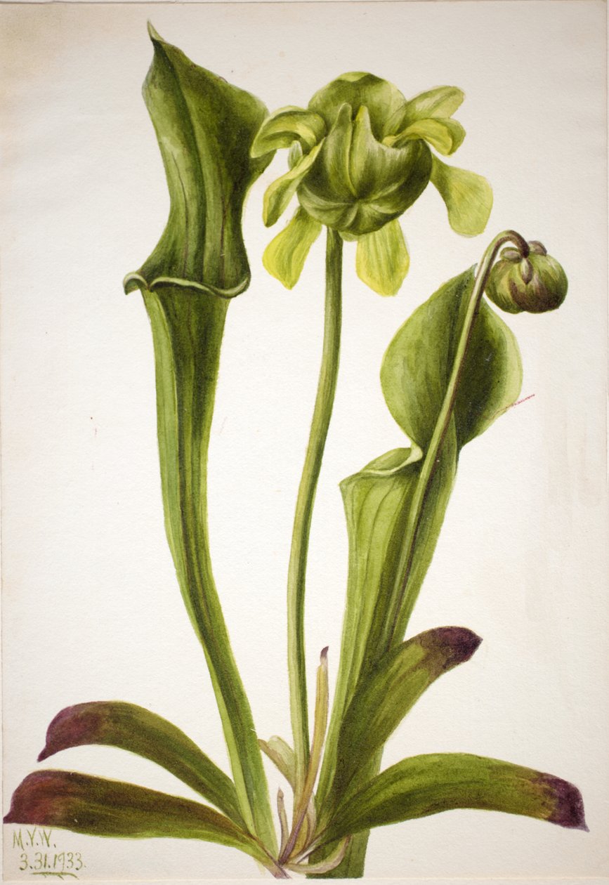 Grøn kandeplante Sarracenia orephila, 1933. af Mary Vaux Walcott
