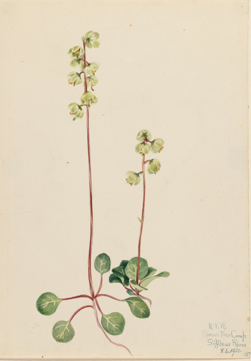 Grøn Pyrola Pyrola chlorantha, 1920. af Mary Vaux Walcott
