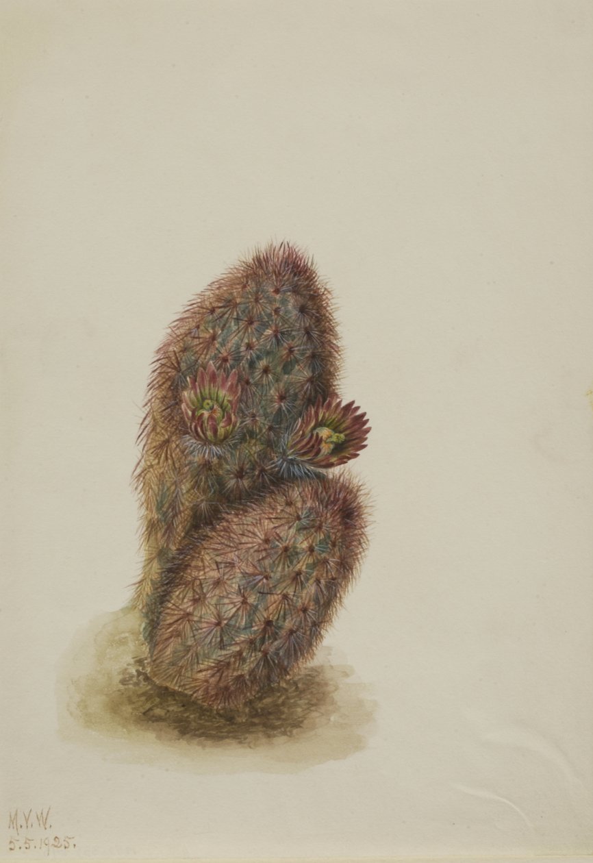 Grøn jordbærkaktus Echinocereus viridiflorus, 1925. af Mary Vaux Walcott
