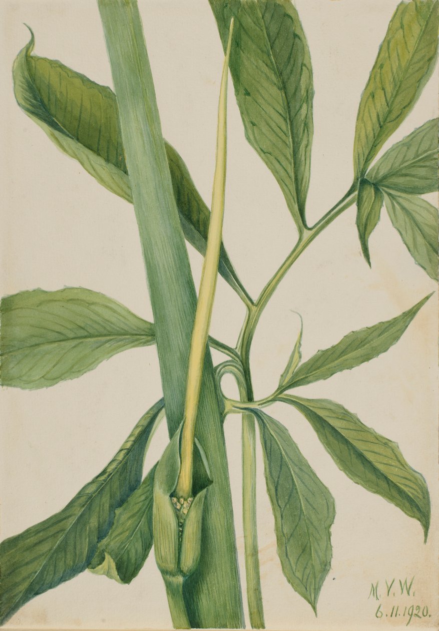 Grøn dragon (Arisaema dracontium) af Mary Vaux Walcott