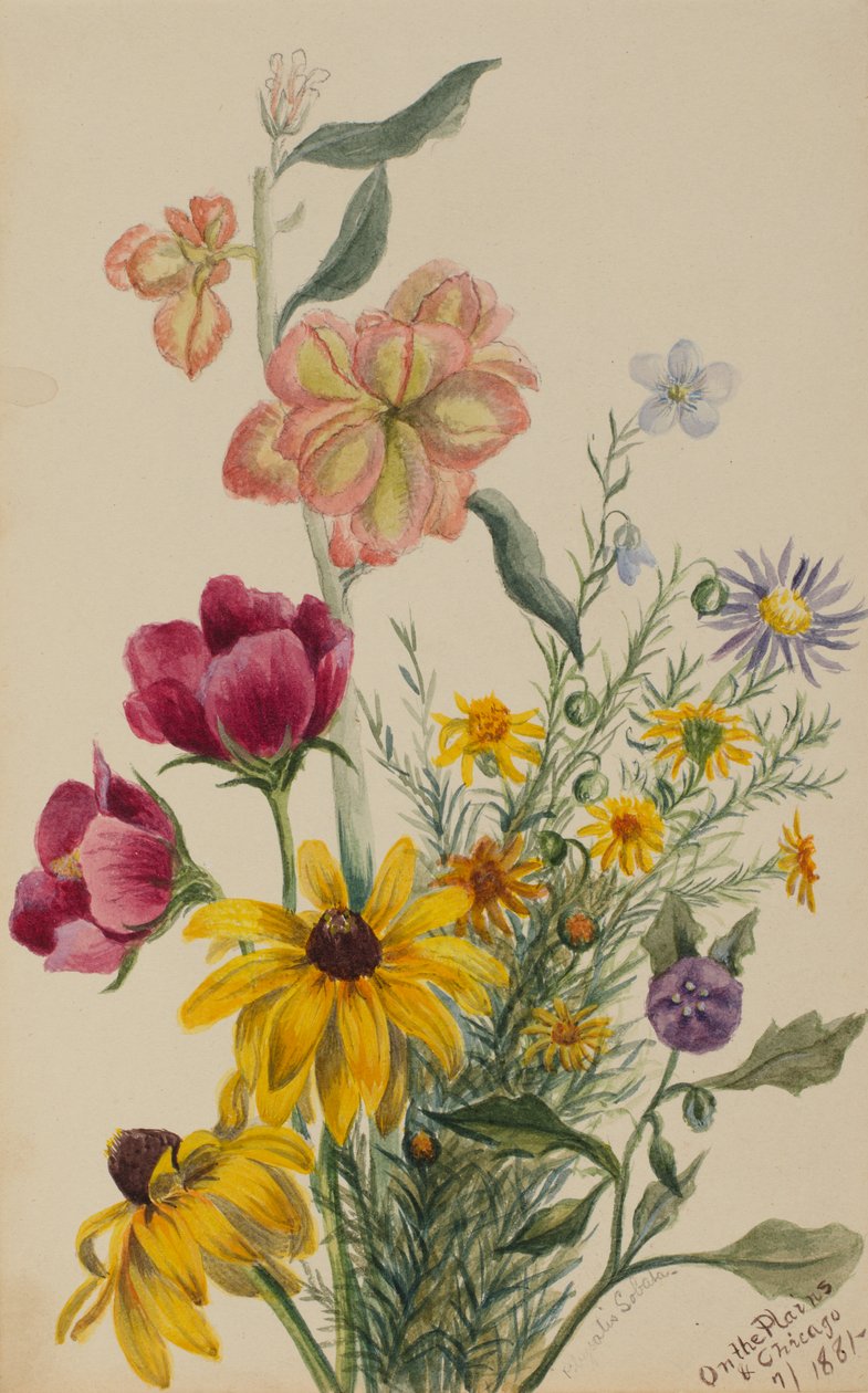 Gruppe af blomster, 1881. af Mary Vaux Walcott