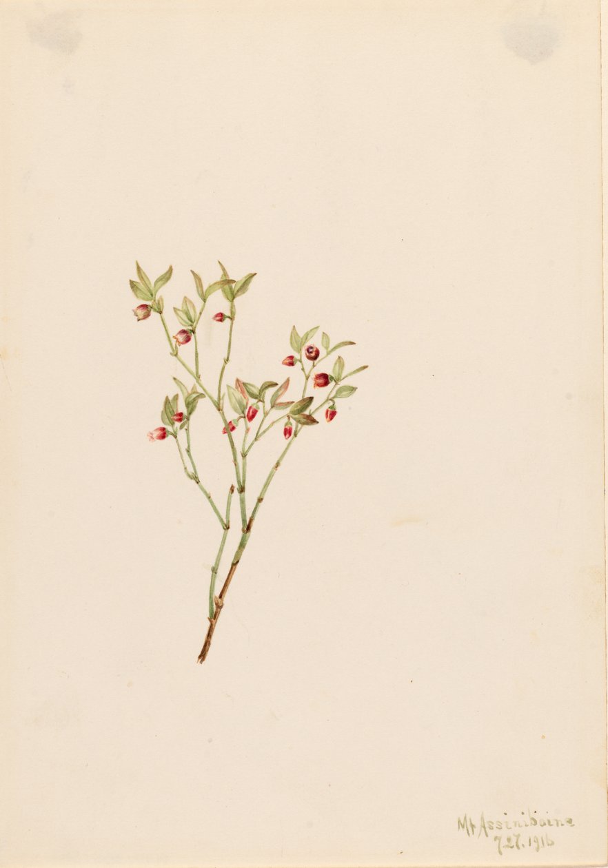Rypebær (Vaccinum scoparium) af Mary Vaux Walcott
