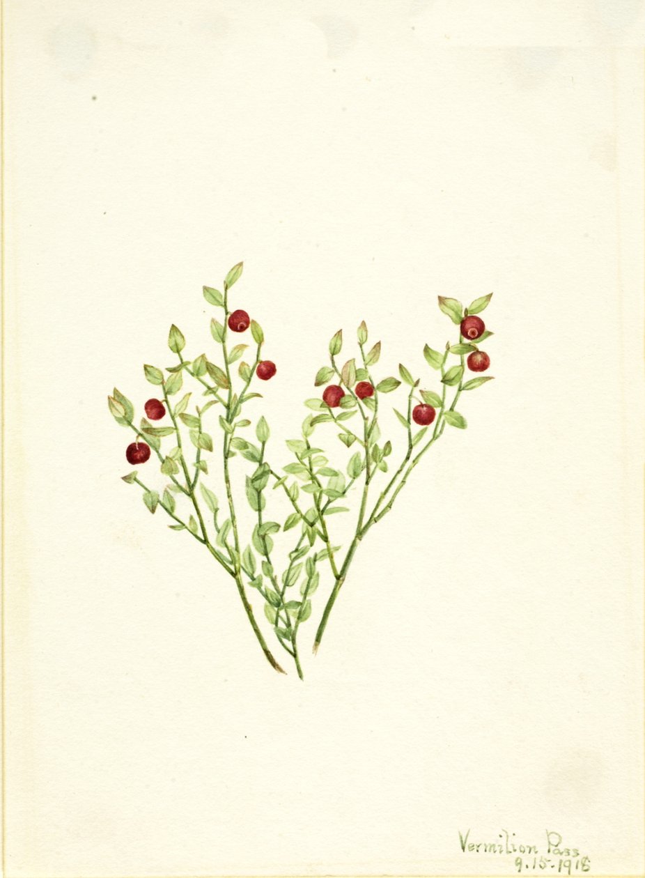Grouse Whortleberry Vaccinium scoparium, 1918. af Mary Vaux Walcott