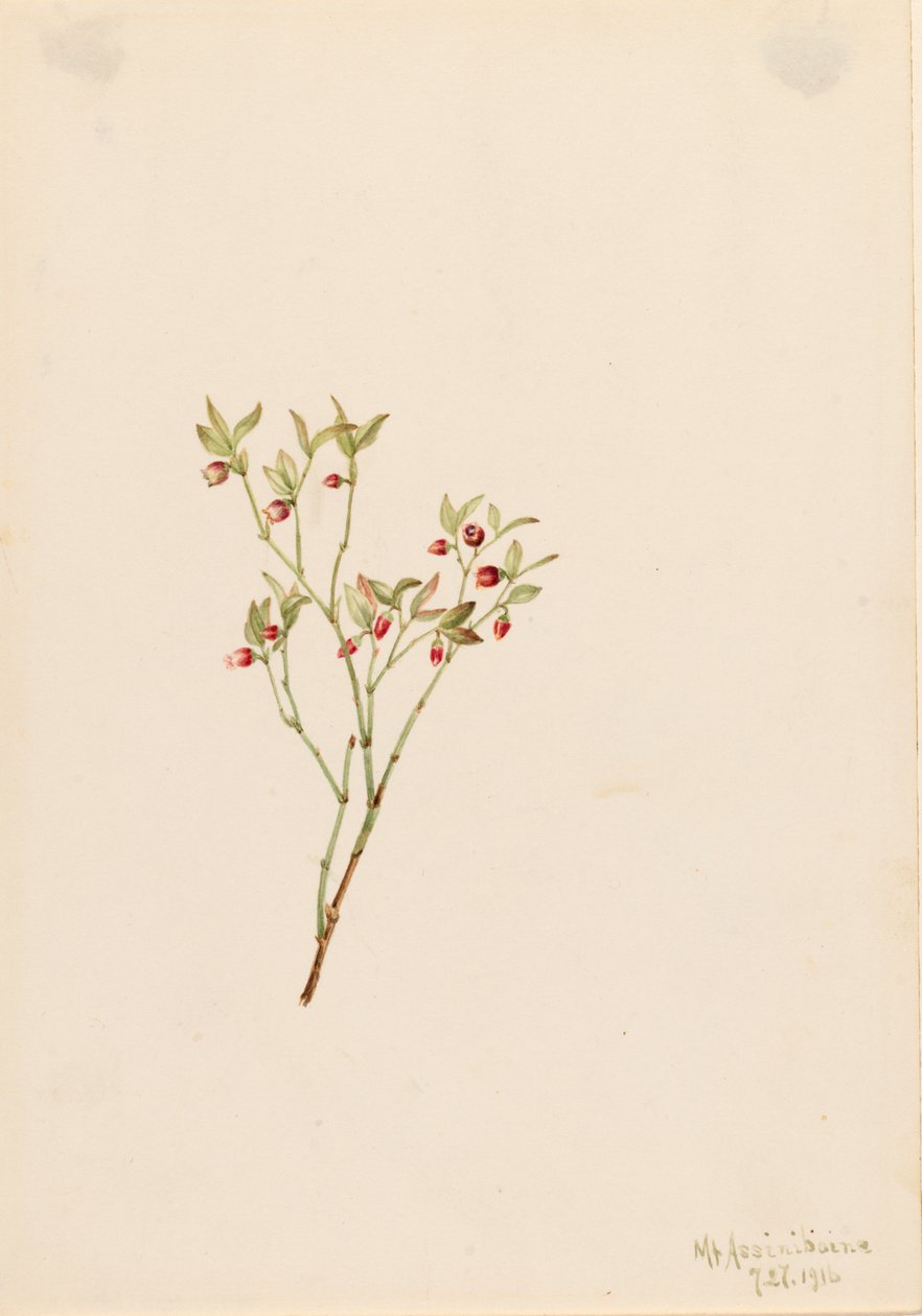 Grouse Whortleberry Vaccinum scoparium, 1916. af Mary Vaux Walcott