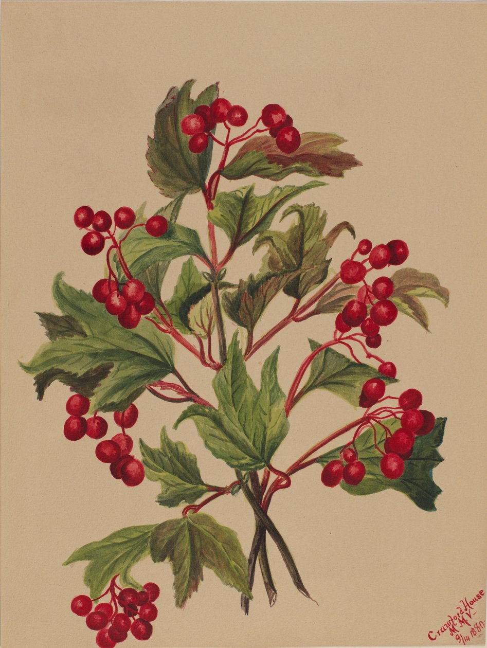 Rypebær (Viburnum americanum) af Mary Vaux Walcott