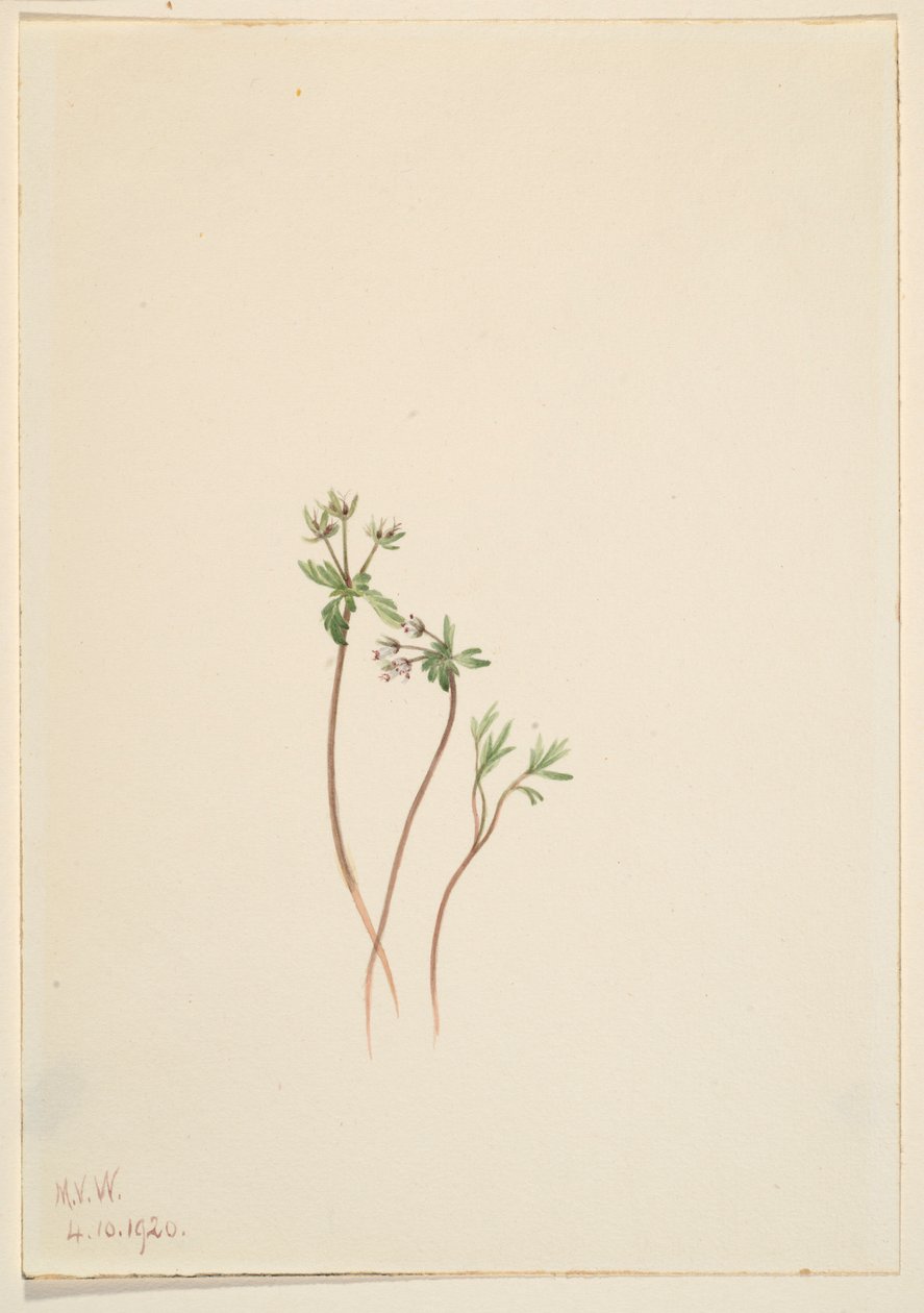 Harbinger of Spring (Erigenia bulbosa) af Mary Vaux Walcott
