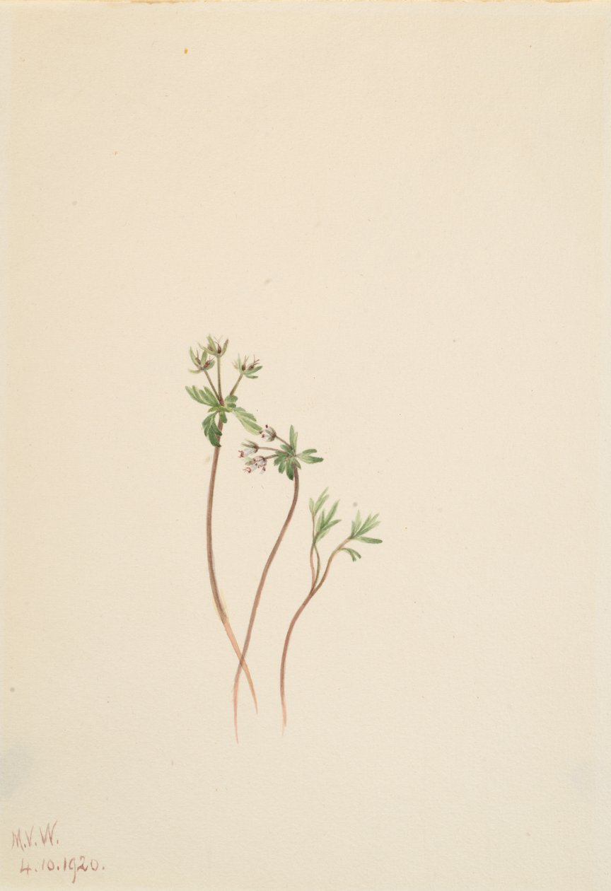 Forårsbebuder Erigenia bulbosa, 1920. af Mary Vaux Walcott