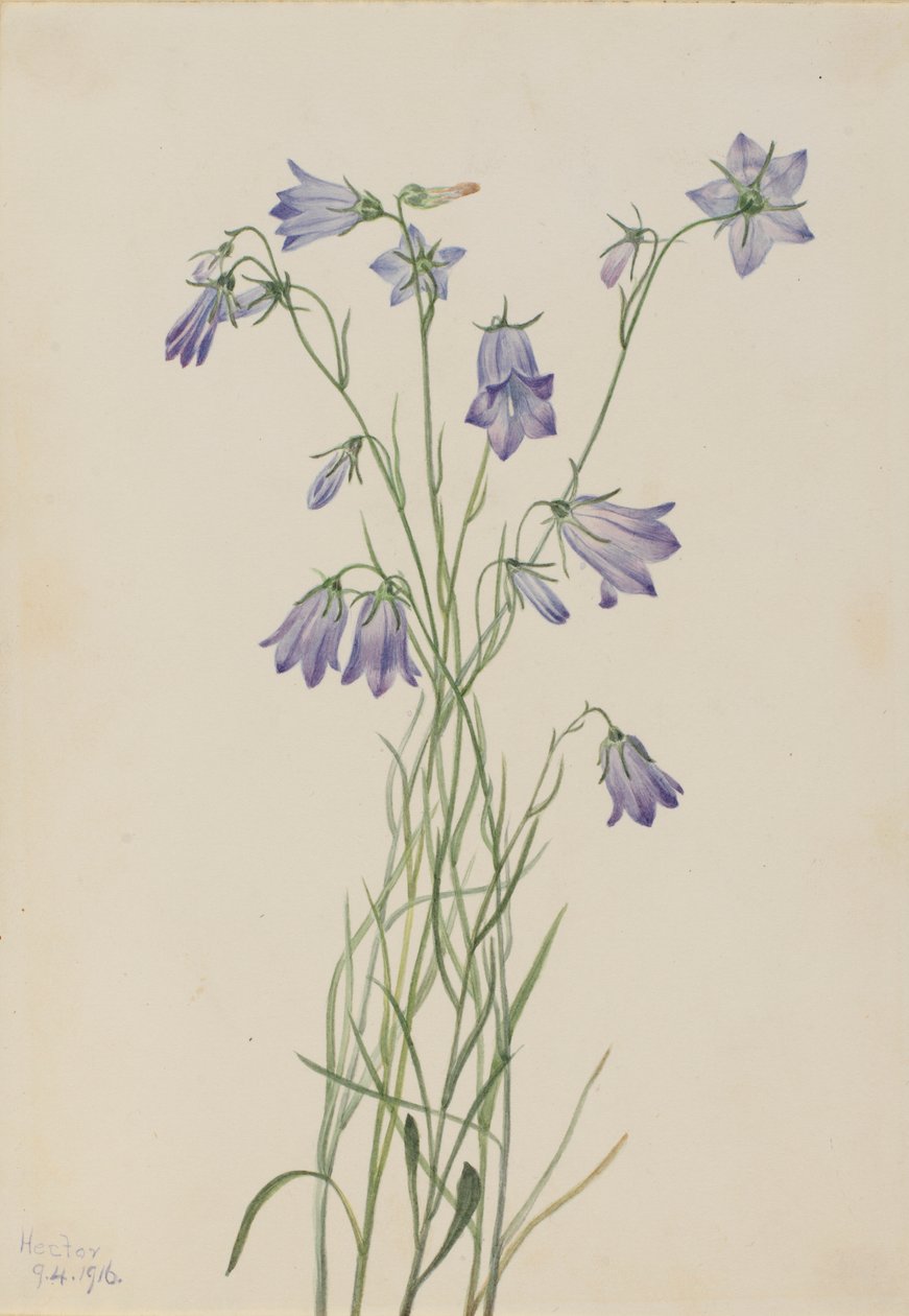 Klokkeblomst (Campanula rotundifolia) af Mary Vaux Walcott