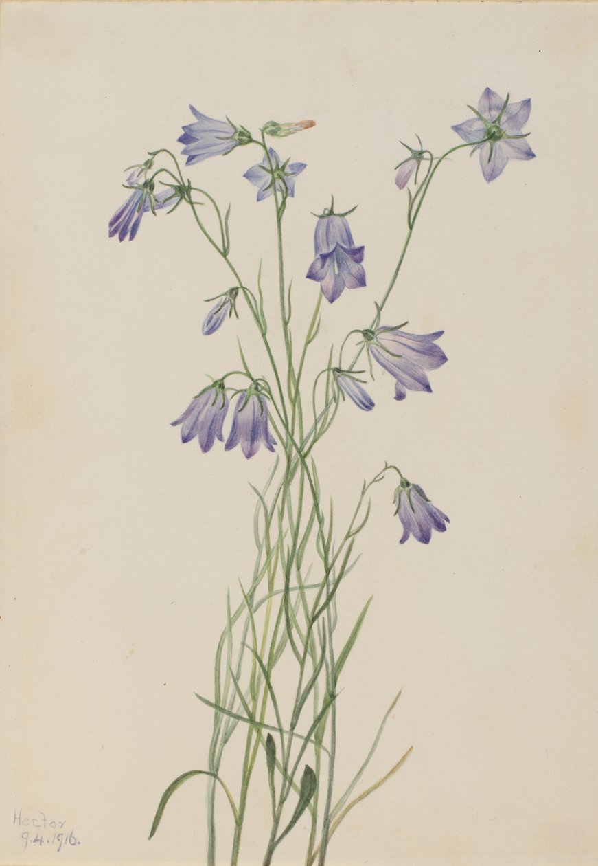 Harebell Campanula rotundifolia, 1916. af Mary Vaux Walcott