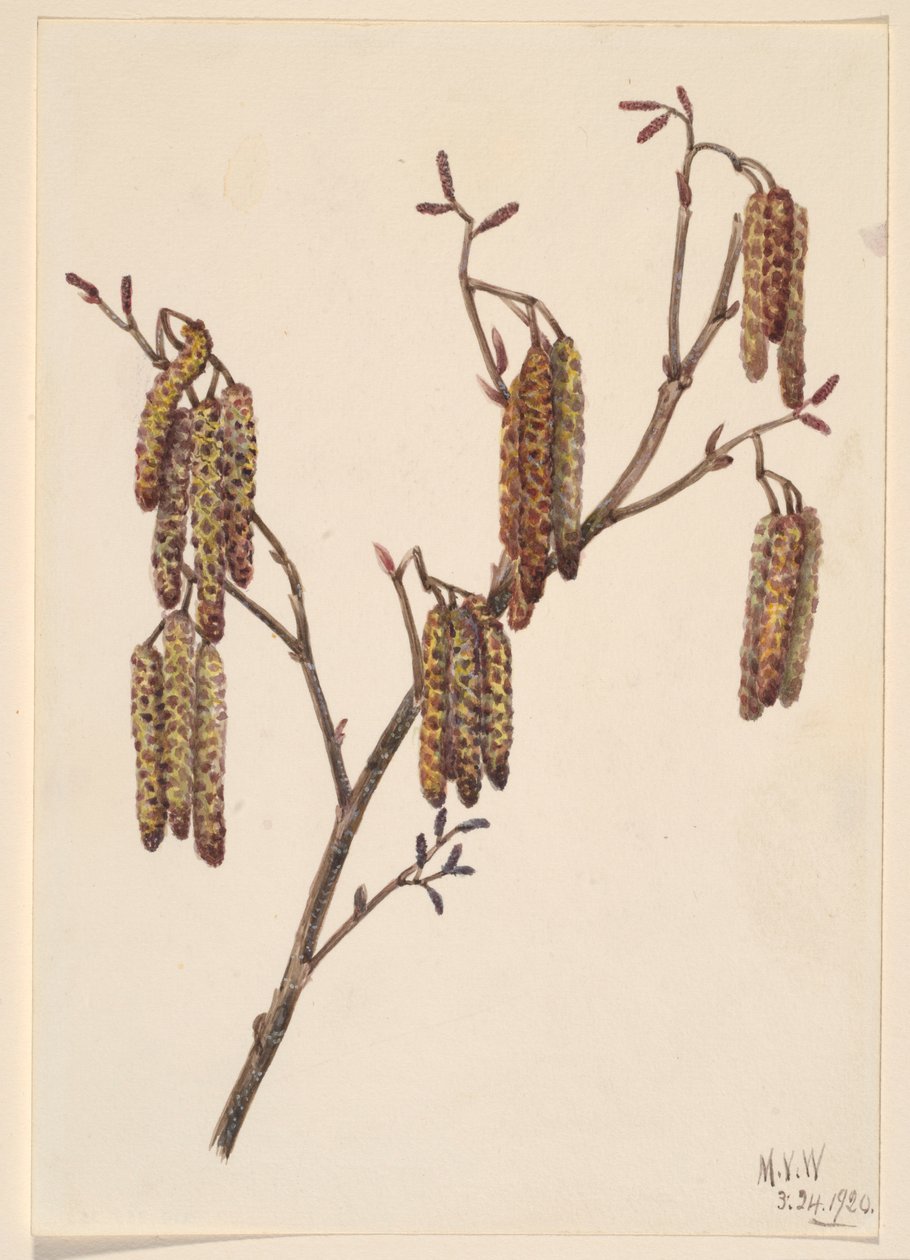 Hazel Alder (Alnus regosa) af Mary Vaux Walcott