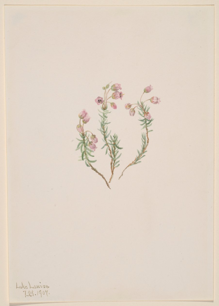Lyng (Phyllodoce intermedia) af Mary Vaux Walcott