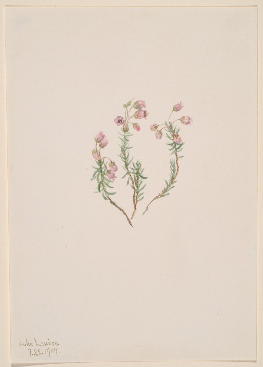 Heather Phyllodoce intermedia, 1907. af Mary Vaux Walcott