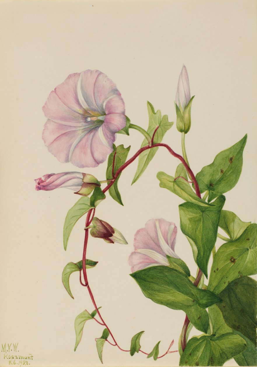 Hække bindweed Calystegia Convolvulus sepium, 1932. af Mary Vaux Walcott