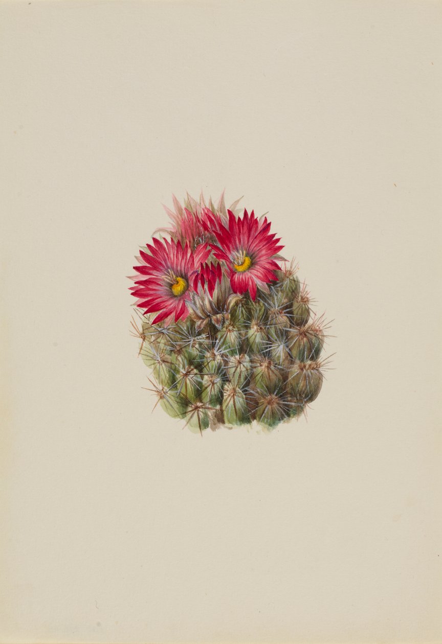 Pindsvin-kaktus (Coryphantha arizonica) af Mary Vaux Walcott