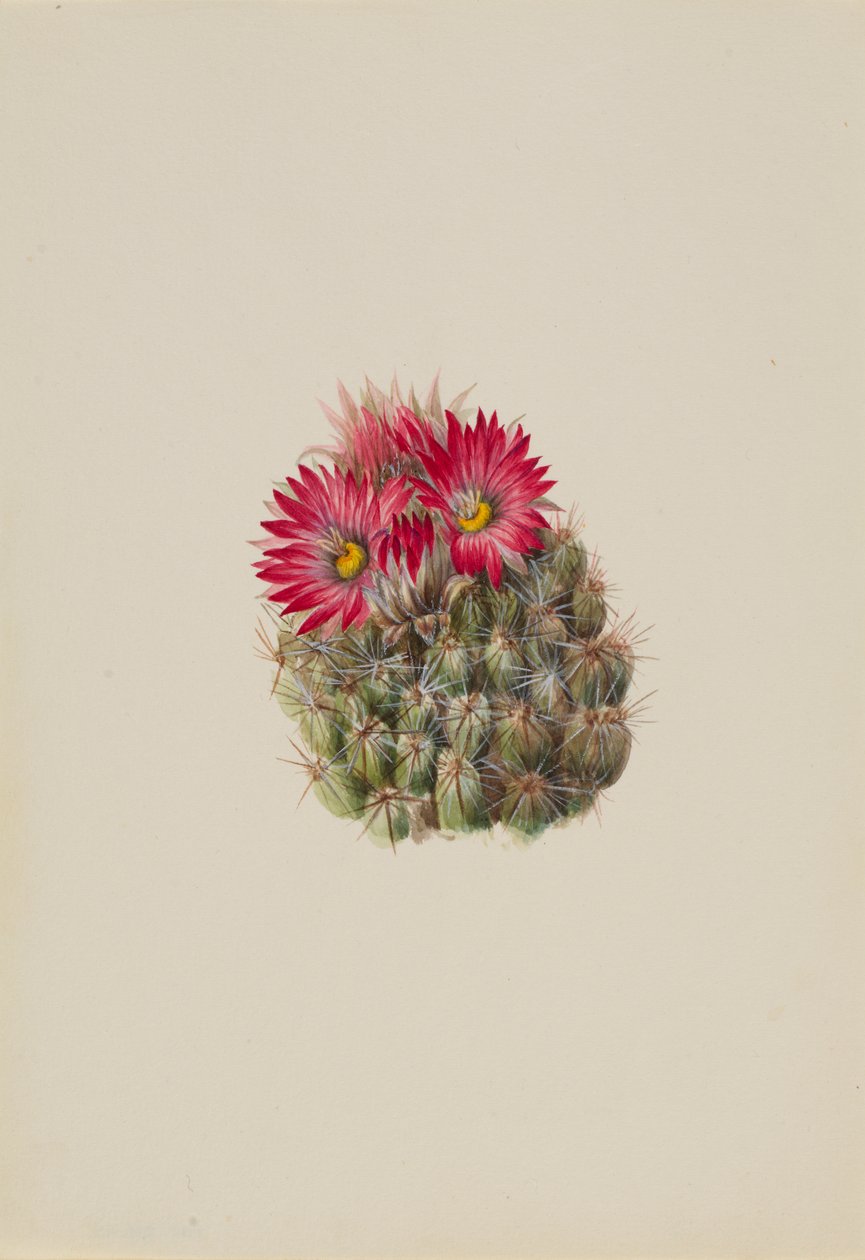 Pindsvinekaktus Coryphantha arizonica, 1933. af Mary Vaux Walcott