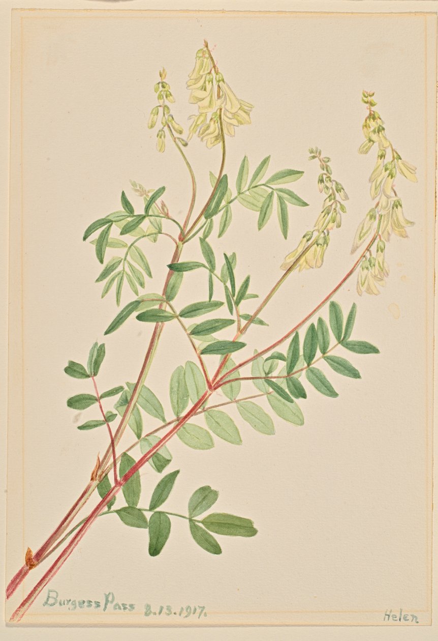 Hedysarum (Hedysarum sulphurescens) af Mary Vaux Walcott