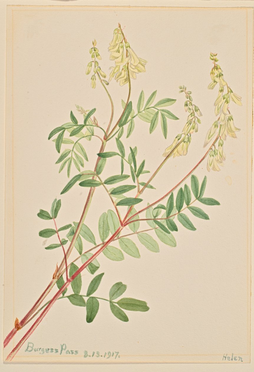 Hedysarum Hedysarum sulphurescens, 1917. af Mary Vaux Walcott