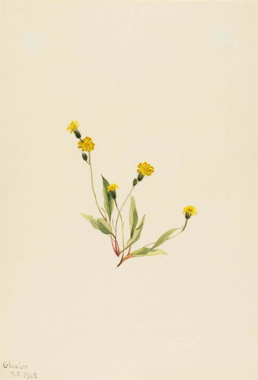 Heieracium gracile, 1903. af Mary Vaux Walcott