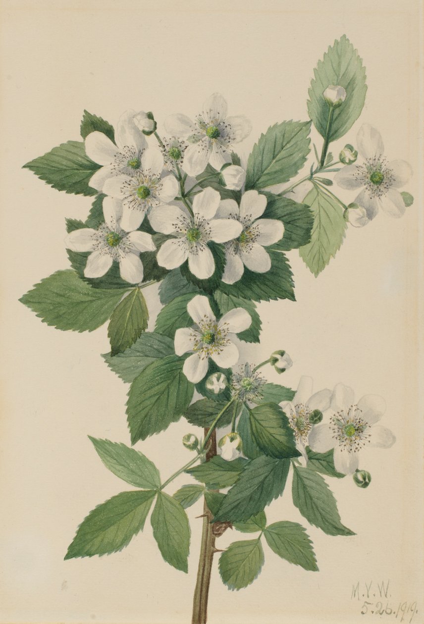Highbush Blackberry Bush, 1919. af Mary Vaux Walcott