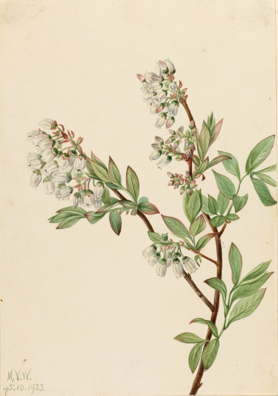 Blåbær med høj busk (Vaccinium corymbosum) af Mary Vaux Walcott