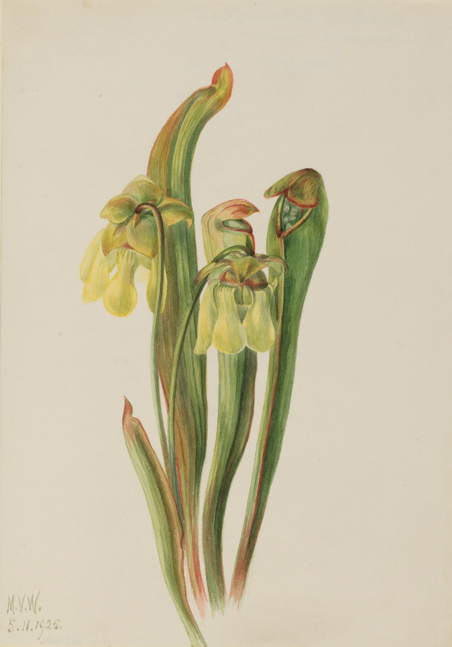 Kandebærerplante (Sarracenia minor) af Mary Vaux Walcott