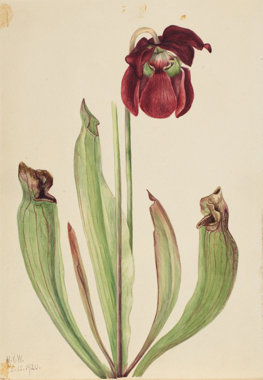 Hybrid kandebærerplante (Sarracenia rubra xs purpurea venosa) af Mary Vaux Walcott