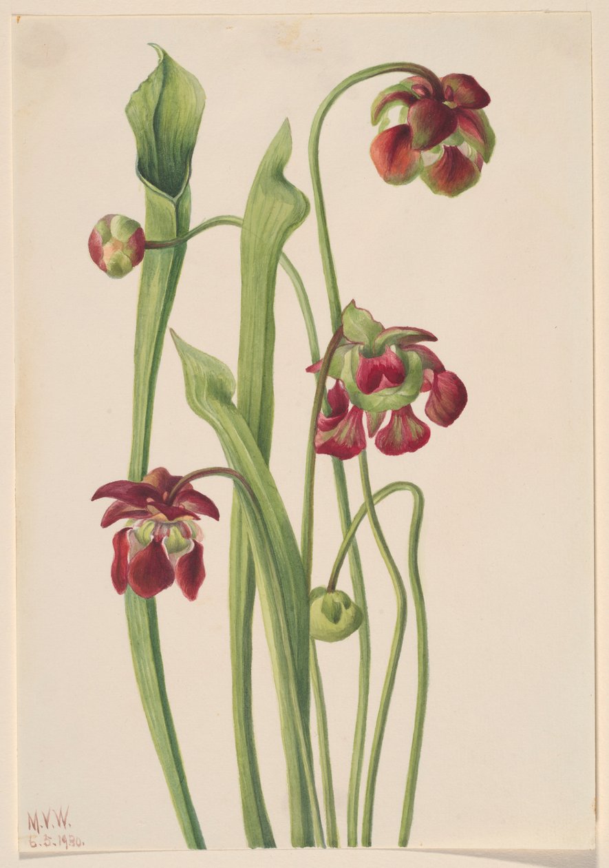Hybrid kandebærerplante af Mary Vaux Walcott