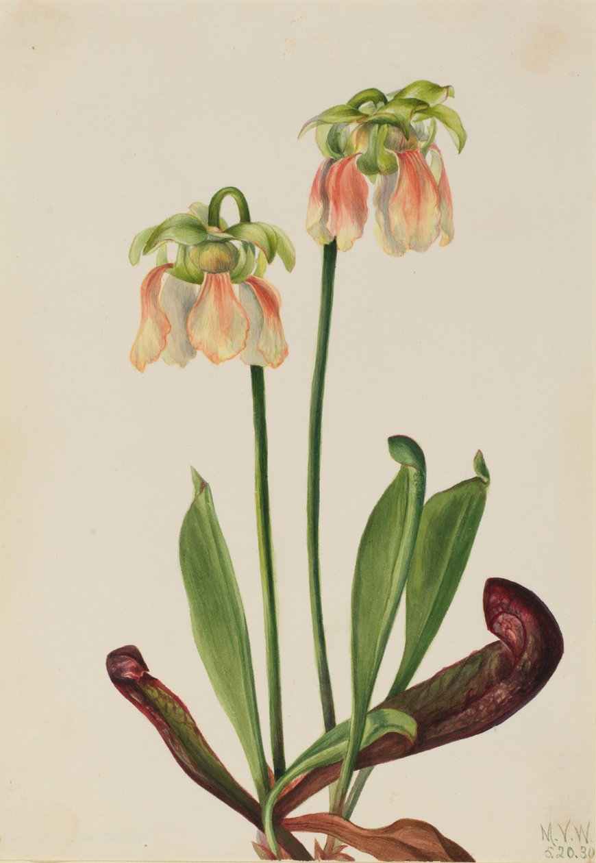 Hybrid pitcherplant Sarracenia Minor X Psittacina, 1930. af Mary Vaux Walcott