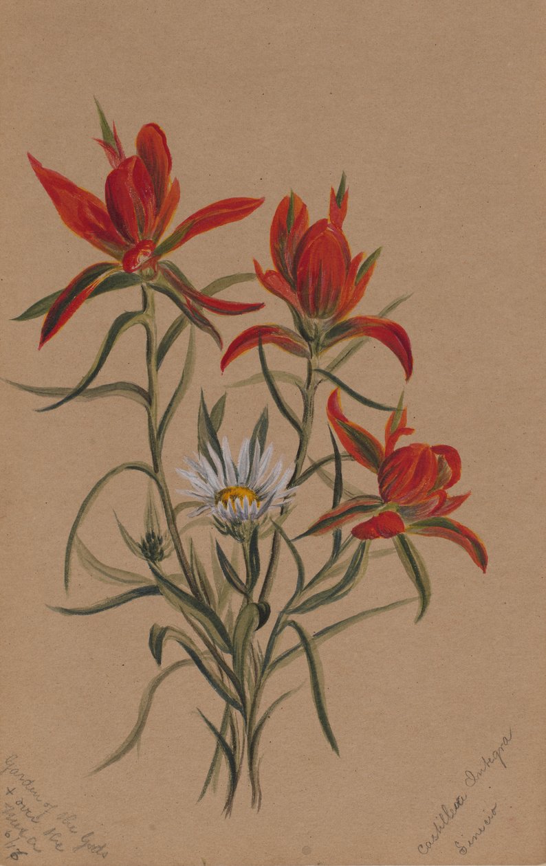 Indisk pensel (Castilleja rhexifolia) af Mary Vaux Walcott