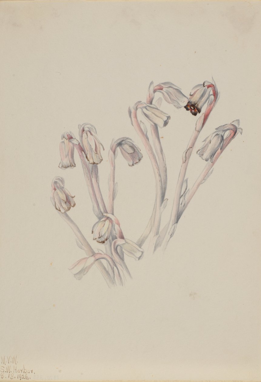 Indian Pipe Monotropa uniflora, 1926. af Mary Vaux Walcott