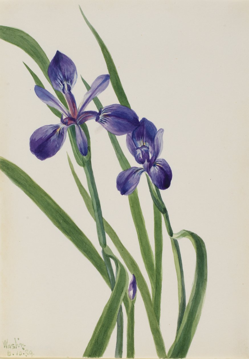 Iris Iris art, 1939. af Mary Vaux Walcott