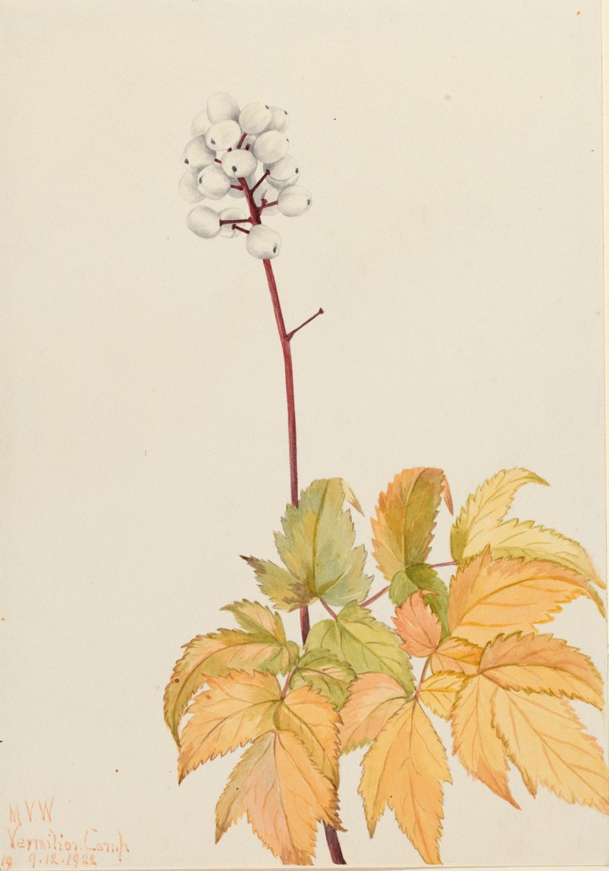 Ivory Baneberry Actaea arguta, 1922 af Mary Vaux Walcott