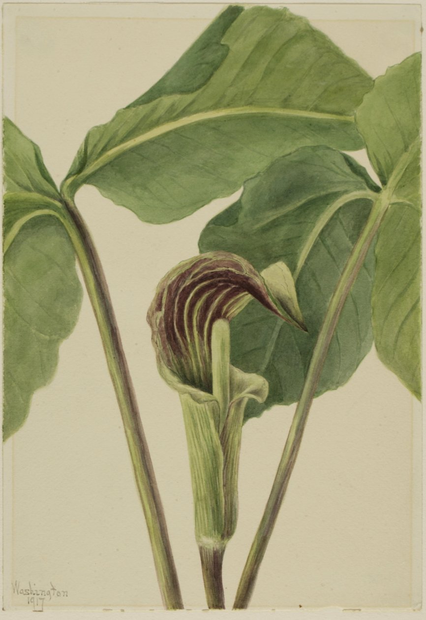 Jack-in-the-pulpit Arisaema triphyllum, 1917. af Mary Vaux Walcott