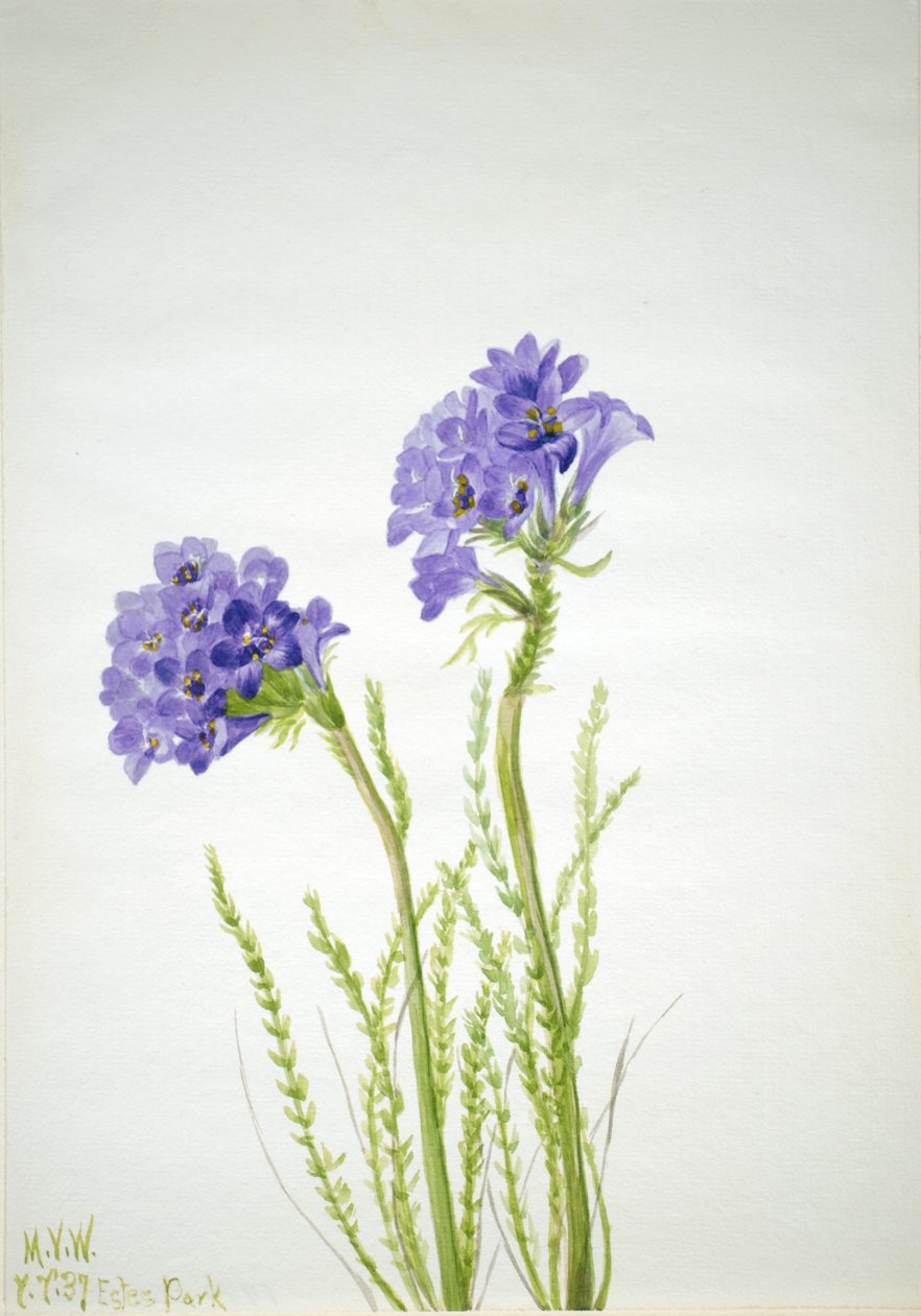 Jakobsstige (Polemonium viscosum) af Mary Vaux Walcott