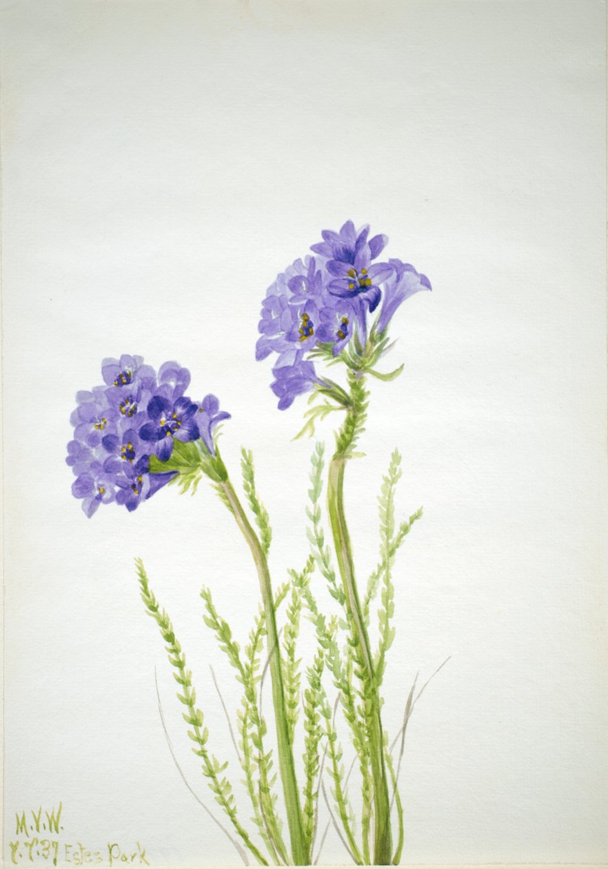 Jakobs stige Polemonium viscosum, 1937. af Mary Vaux Walcott